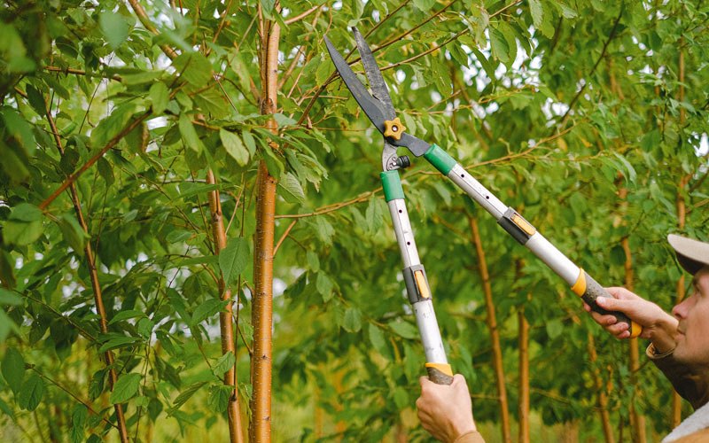 Tree trimming in Chalkyitsik, AK